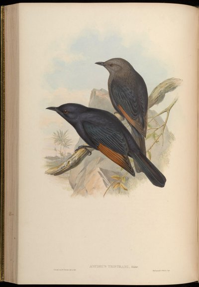 Amydrus tristamii = Onychognathus tristramii da John Gould